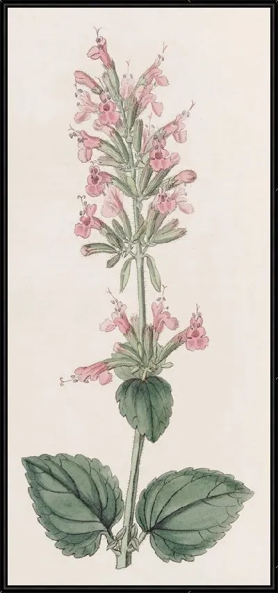 Картина Бледный Цедронель (1815-1819)