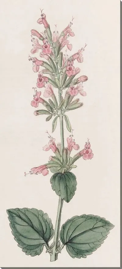 Картина Бледный Цедронель (1815-1819)