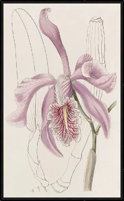 Картина Большая Каттлея (1815-1819)