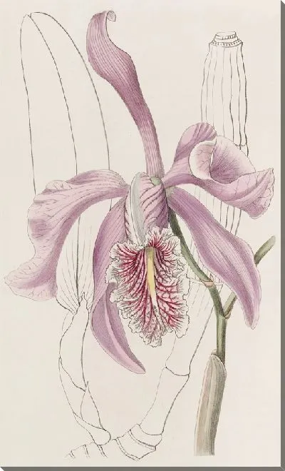 Картина Большая Каттлея (1815-1819)