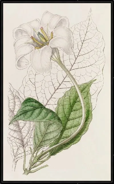 Картина Гардения герцога Девонширского (1815-1819)