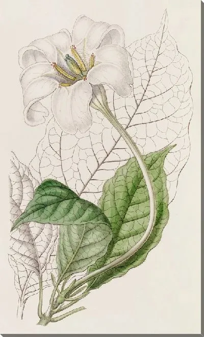 Картина Гардения герцога Девонширского (1815-1819)