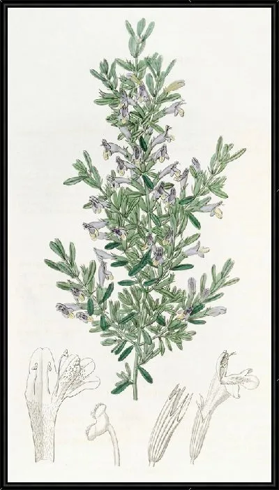 Картина Гиллис Гардокия (1815-1819)