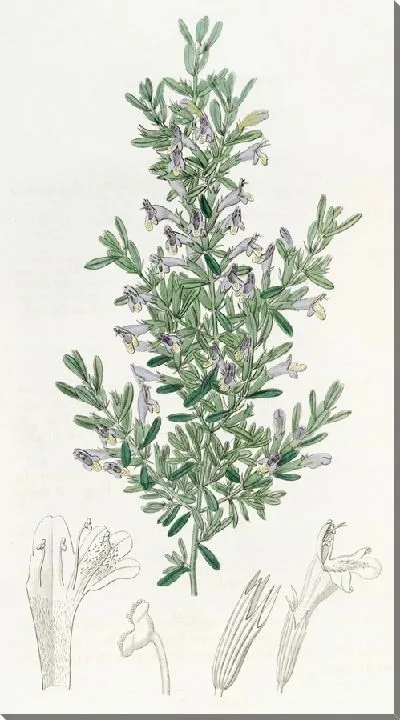 Картина Гиллис Гардокия (1815-1819)