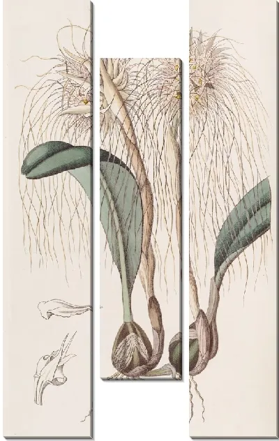 Картина Голова Медузы Орхис (1815-1819)