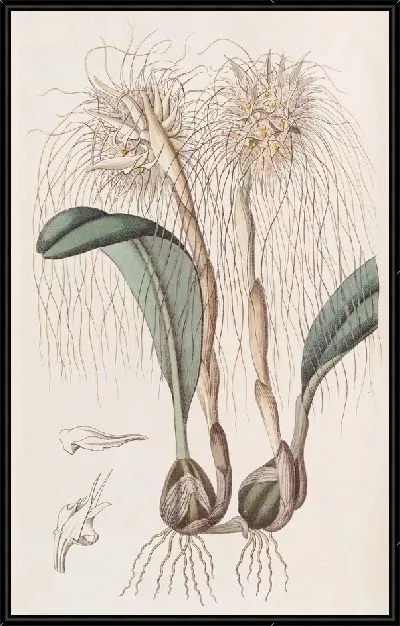 Картина Голова Медузы Орхис (1815-1819)