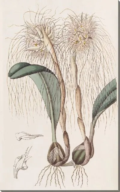 Картина Голова Медузы Орхис (1815-1819)