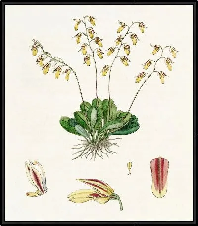 Картина Гроби Плевроталлис (1815-1819)