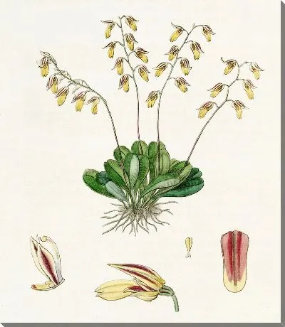 Картина Гроби Плевроталлис (1815-1819)