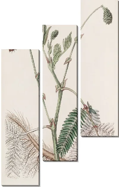 Картина Двойная желтая водочувствительная (1815-1819)