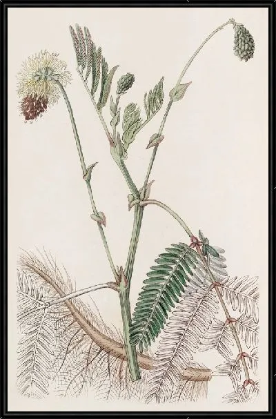 Картина Двойная желтая водочувствительная (1815-1819)