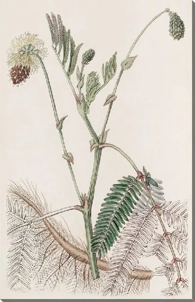 Картина Двойная желтая водочувствительная (1815-1819)