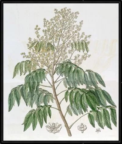 Картина Дерево Лонган (1815-1819)