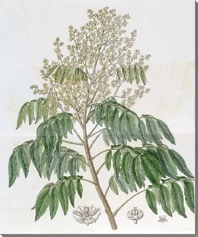 Картина Дерево Лонган (1815-1819)