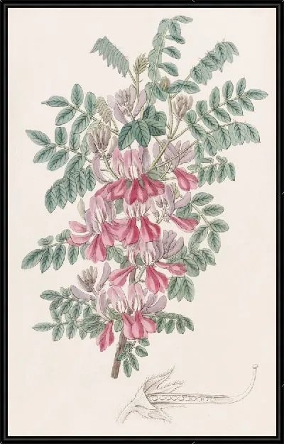 Картина Досуа Индиго (1815-1819)