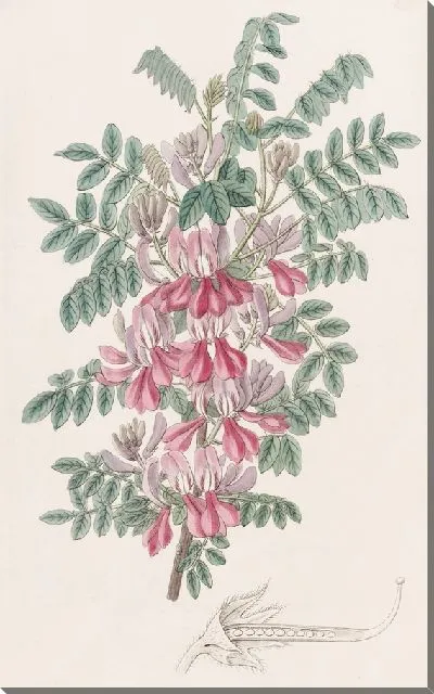 Картина Досуа Индиго (1815-1819)
