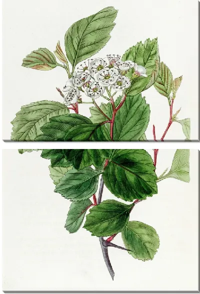 Картина Дуглас Торн (1815-1819)