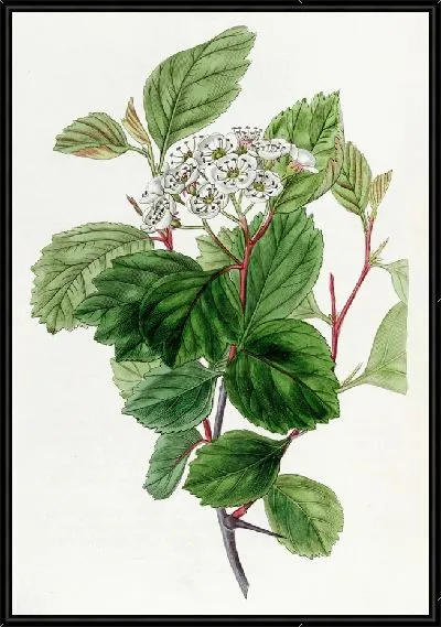 Картина Дуглас Торн (1815-1819)