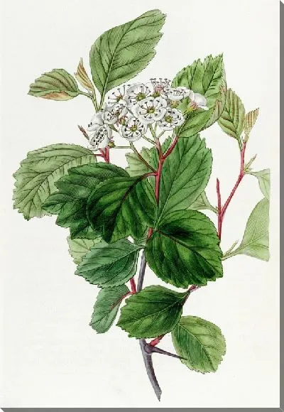 Картина Дуглас Торн (1815-1819)