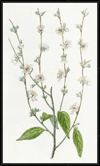 Картина Единственная китайская слива (1815-1819)