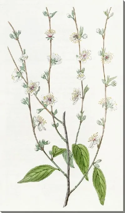 Картина Единственная китайская слива (1815-1819)