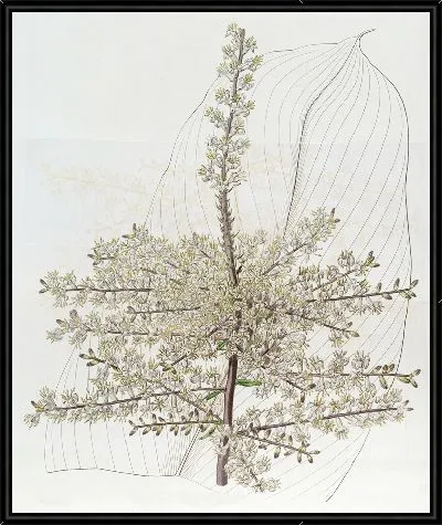 Картина Растение (1815–1819 гг.)