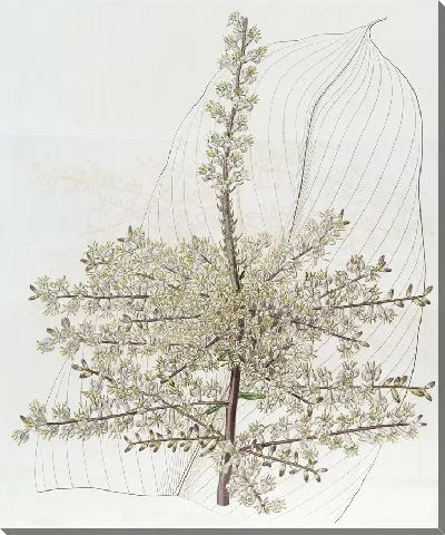 Картина Растение (1815–1819 гг.)