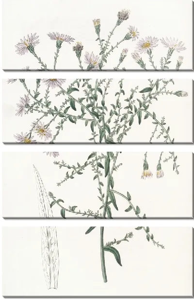 Картина Звездолистник корислистный (1815-1819)