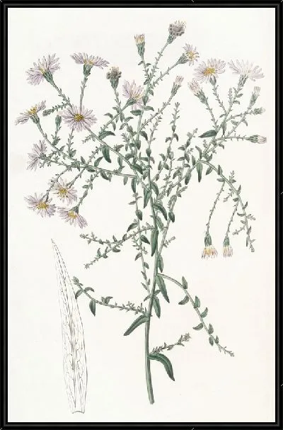 Картина Звездолистник корислистный (1815-1819)