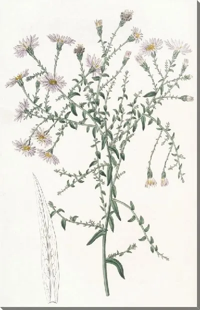 Картина Звездолистник корислистный (1815-1819)