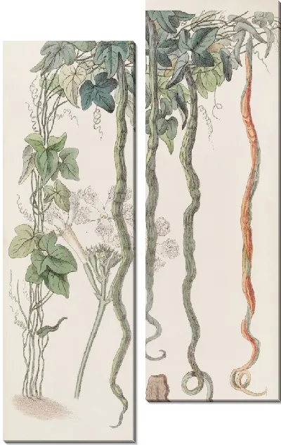 Картина Змеиный огурец, или Цветок волос (1815-1819).