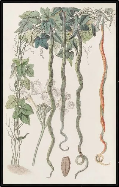 Картина Змеиный огурец, или Цветок волос (1815-1819).