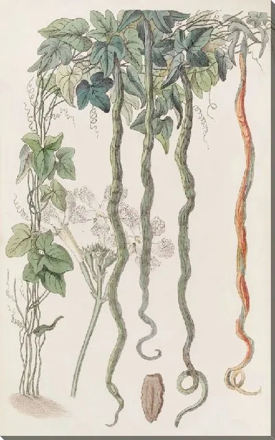 Картина Змеиный огурец, или Цветок волос (1815-1819).