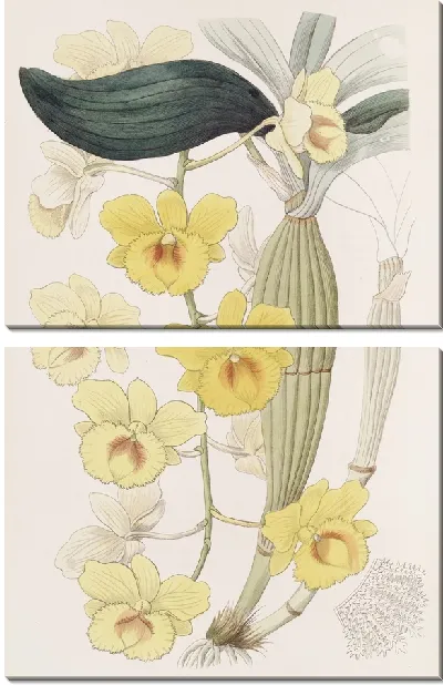 Картина Золотоарочный дендроб (1815-1819 гг.)