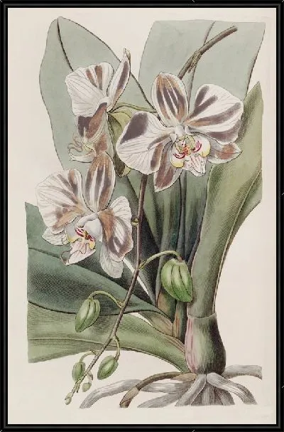 Картина Индийское растение-бабочка (1815-1819)