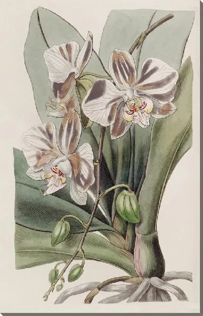 Картина Индийское растение-бабочка (1815-1819)