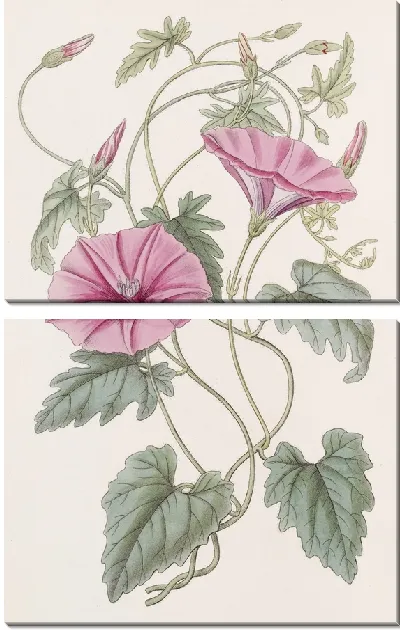 Картина Итальянский вьюнок (1815-1819)