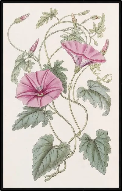 Картина Итальянский вьюнок (1815-1819)