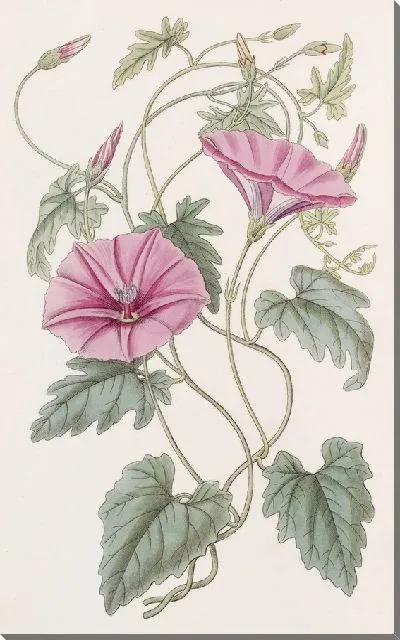 Картина Итальянский вьюнок (1815-1819)