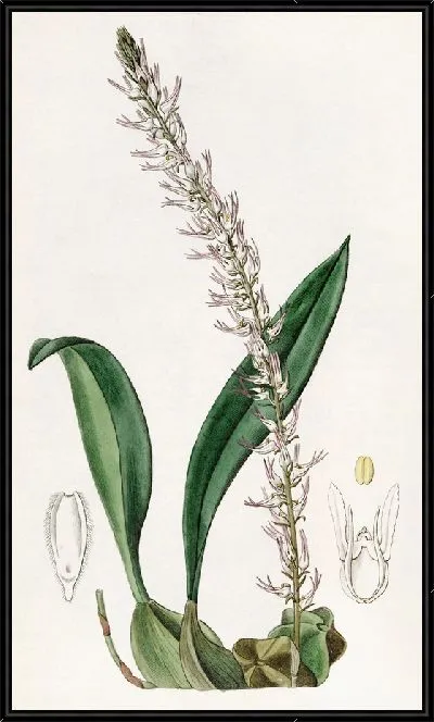 Картина Какао-ореховый болбофиллум (1815-1819)