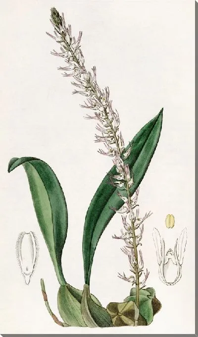 Картина Какао-ореховый болбофиллум (1815-1819)