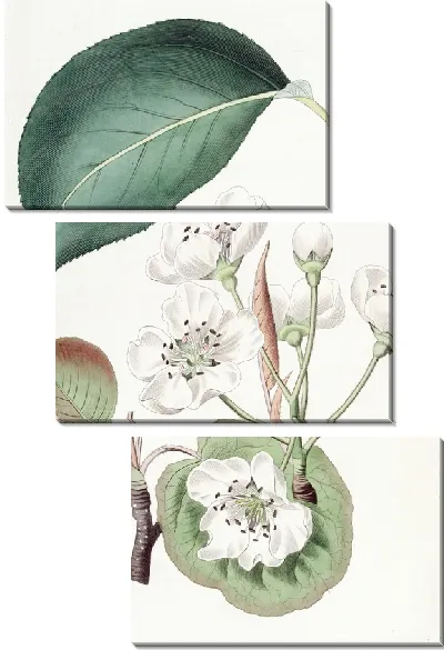 Картина Китайская груша (1815-1819)