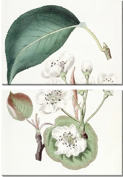 Картина Китайская груша (1815-1819)