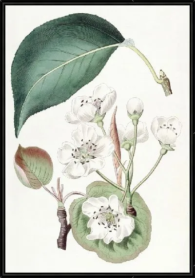 Картина Китайская груша (1815-1819)