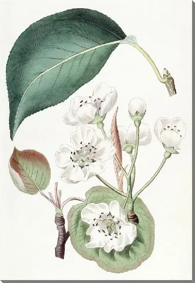 Картина Китайская груша (1815-1819)