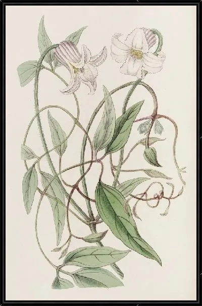 Картина Клематисы с хрустящими цветками (1815-1819 гг.)