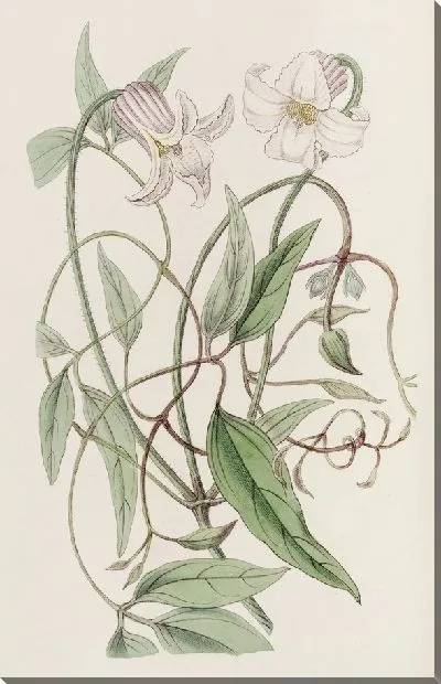 Картина Клематисы с хрустящими цветками (1815-1819 гг.)