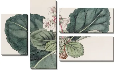 Картина Крупнобахромчатая индийская камнеломка (1815-1819)