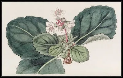 Картина Крупнобахромчатая индийская камнеломка (1815-1819)