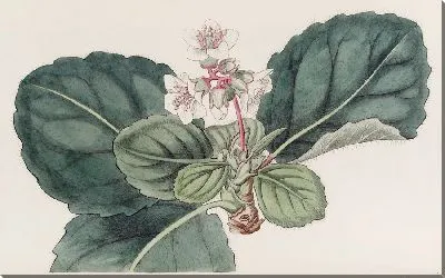 Картина Крупнобахромчатая индийская камнеломка (1815-1819)